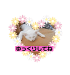 毎日やる気のうちの子猫3兄弟（個別スタンプ：30）