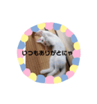 毎日やる気のうちの子猫3兄弟（個別スタンプ：31）