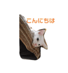 毎日やる気のうちの子猫3兄弟（個別スタンプ：32）