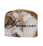 毎日やる気のうちの子猫3兄弟（個別スタンプ：33）