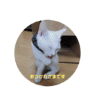 毎日やる気のうちの子猫3兄弟（個別スタンプ：35）
