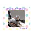 毎日やる気のうちの子猫3兄弟（個別スタンプ：36）