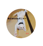 毎日やる気のうちの子猫3兄弟（個別スタンプ：37）