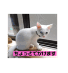 毎日やる気のうちの子猫3兄弟（個別スタンプ：38）