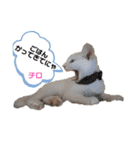 毎日やる気のうちの子猫3兄弟（個別スタンプ：39）