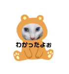 毎日やる気のうちの子猫3兄弟（個別スタンプ：40）