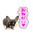 Dandy's Family（個別スタンプ：17）