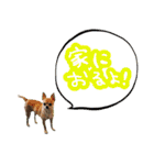 Dandy's Family（個別スタンプ：24）