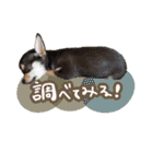 Dandy's Family（個別スタンプ：27）
