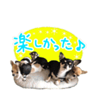 Dandy's Family（個別スタンプ：33）