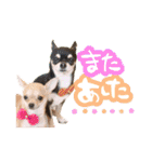 Dandy's Family（個別スタンプ：34）