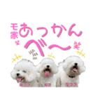 ビションフリーゼ"モ家三姉妹"（個別スタンプ：1）