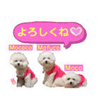 ビションフリーゼ"モ家三姉妹"（個別スタンプ：2）