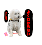 ビションフリーゼ"モ家三姉妹"（個別スタンプ：13）