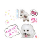 ビションフリーゼ"モ家三姉妹"（個別スタンプ：15）