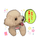 ビションフリーゼ"モ家三姉妹"（個別スタンプ：16）
