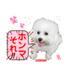 ビションフリーゼ"モ家三姉妹"（個別スタンプ：17）