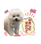 ビションフリーゼ"モ家三姉妹"（個別スタンプ：18）