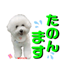 ビションフリーゼ"モ家三姉妹"（個別スタンプ：19）