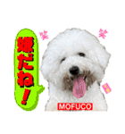 ビションフリーゼ"モ家三姉妹"（個別スタンプ：21）