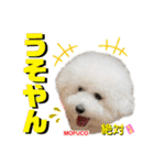 ビションフリーゼ"モ家三姉妹"（個別スタンプ：23）