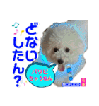 ビションフリーゼ"モ家三姉妹"（個別スタンプ：24）