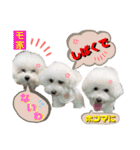 ビションフリーゼ"モ家三姉妹"（個別スタンプ：25）