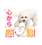ビションフリーゼ"モ家三姉妹"（個別スタンプ：28）
