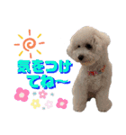 ビションフリーゼ"モ家三姉妹"（個別スタンプ：31）
