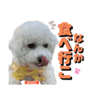ビションフリーゼ"モ家三姉妹"（個別スタンプ：33）