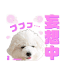 ビションフリーゼ"モ家三姉妹"（個別スタンプ：38）