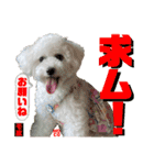 ビションフリーゼ"モ家三姉妹"（個別スタンプ：39）