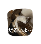 きらっちのスタンプ（個別スタンプ：8）