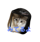 きらっちのスタンプ（個別スタンプ：16）