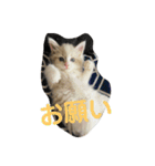 きらっちのスタンプ（個別スタンプ：18）