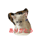 きらっちのスタンプ（個別スタンプ：19）