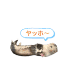 ふぇれすた。(よく使うver)（個別スタンプ：5）