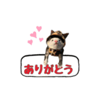 ふぇれすた。(よく使うver)（個別スタンプ：7）