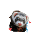 ふぇれすた。(よく使うver)（個別スタンプ：11）