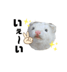 ふぇれすた。(よく使うver)（個別スタンプ：19）