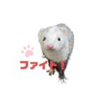 ふぇれすた。(よく使うver)（個別スタンプ：22）