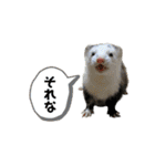 ふぇれすた。(よく使うver)（個別スタンプ：35）