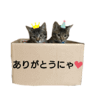 我が家の可愛いすぎる猫ちゃんたち（個別スタンプ：7）