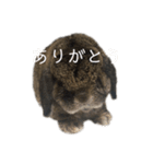 癒しのおじいちゃんうさぎ（個別スタンプ：1）