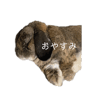 癒しのおじいちゃんうさぎ（個別スタンプ：3）