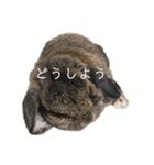 癒しのおじいちゃんうさぎ（個別スタンプ：5）