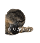 癒しのおじいちゃんうさぎ（個別スタンプ：6）