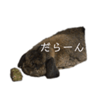 癒しのおじいちゃんうさぎ（個別スタンプ：8）