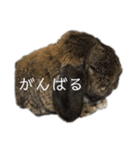 癒しのおじいちゃんうさぎ（個別スタンプ：9）