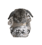 癒しのおじいちゃんうさぎ（個別スタンプ：10）